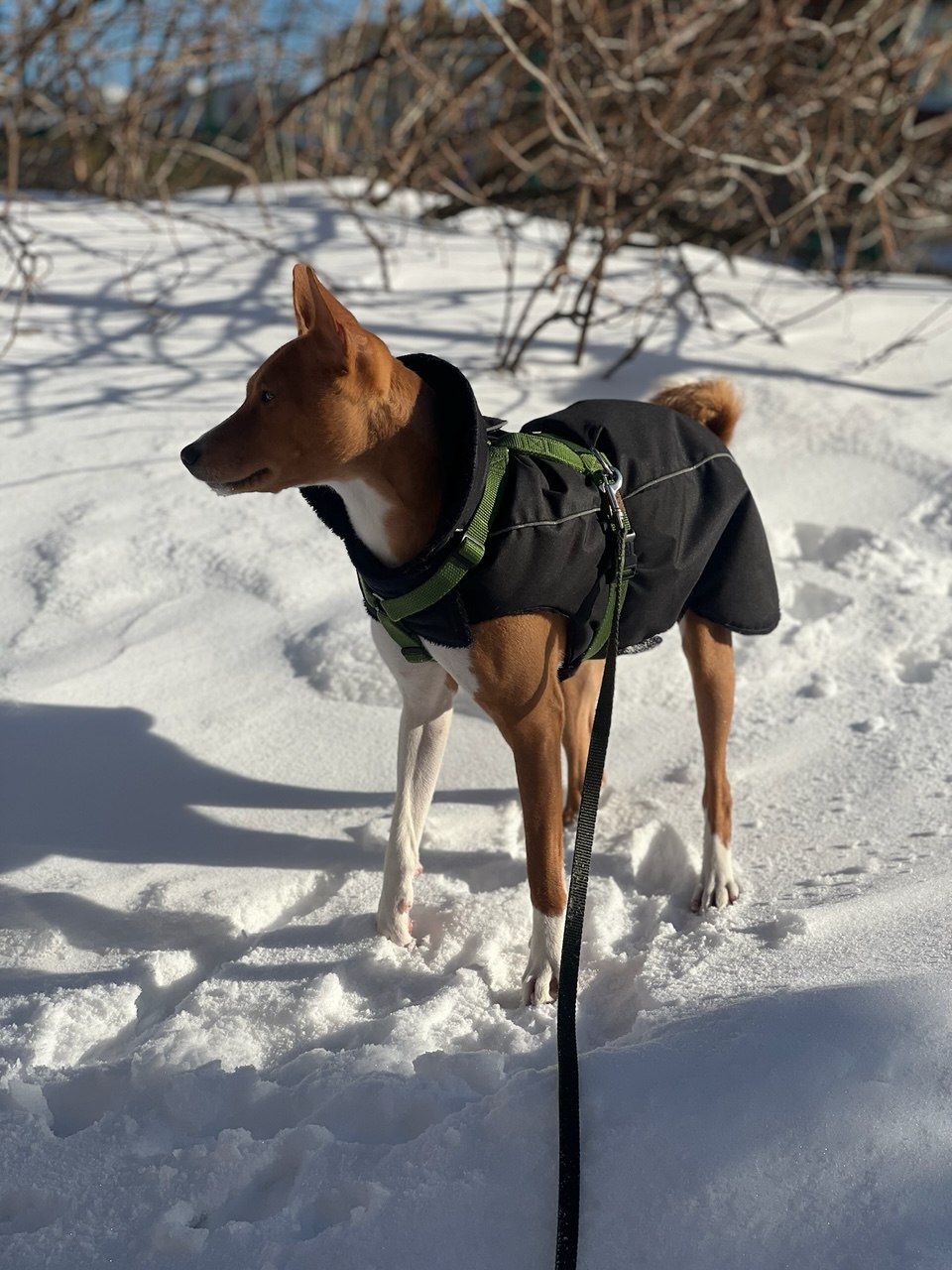 Чем больше сугробы - тем лучше для Басенджи.
