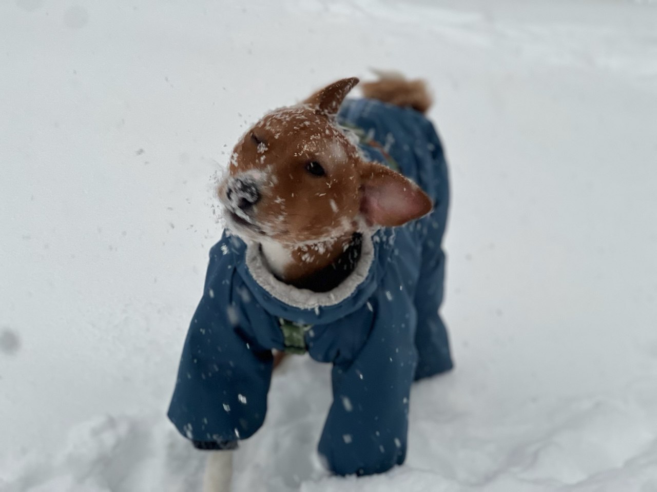 Эта собака очень любит снег.