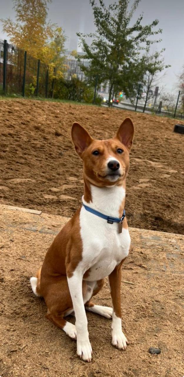 Порылся на собачей площадке.