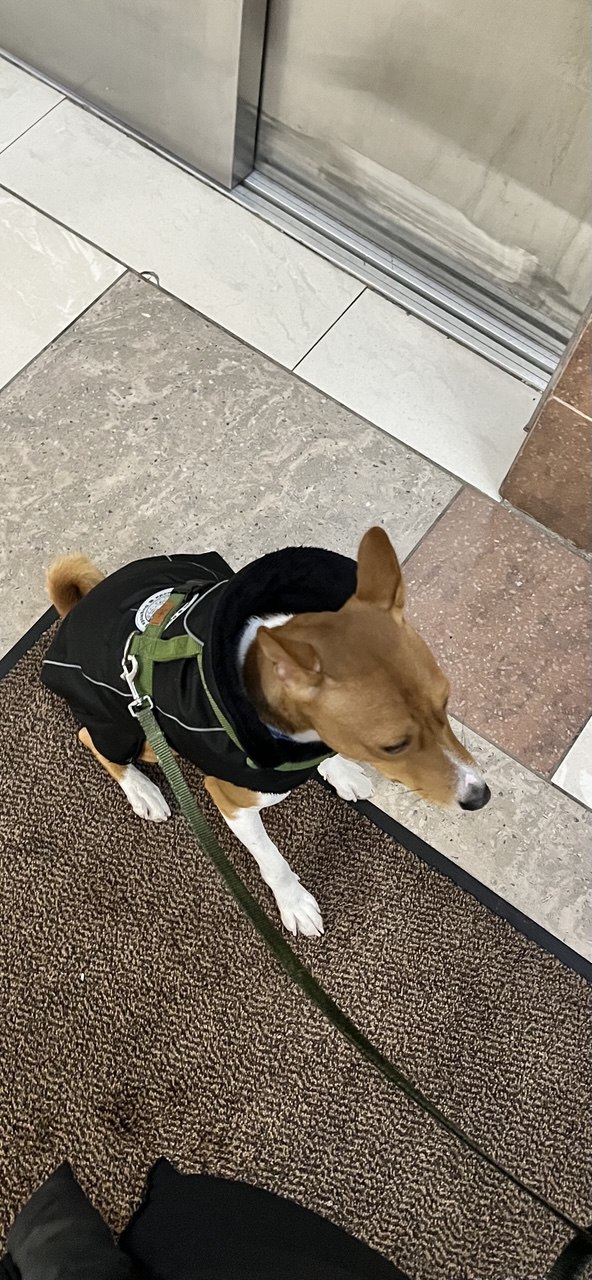 Какая послушная собака