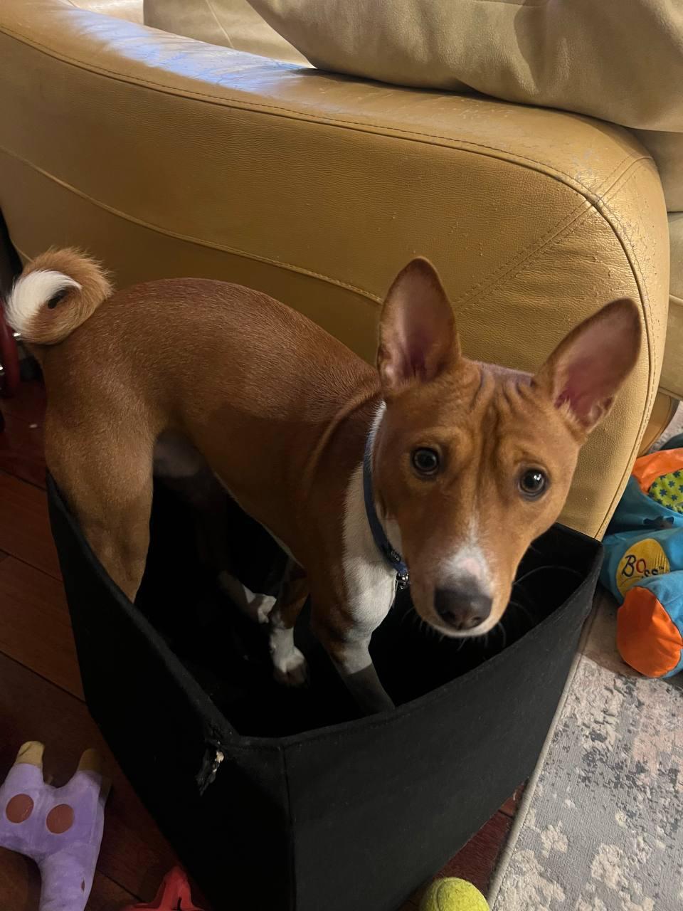 Кот, а не собака.